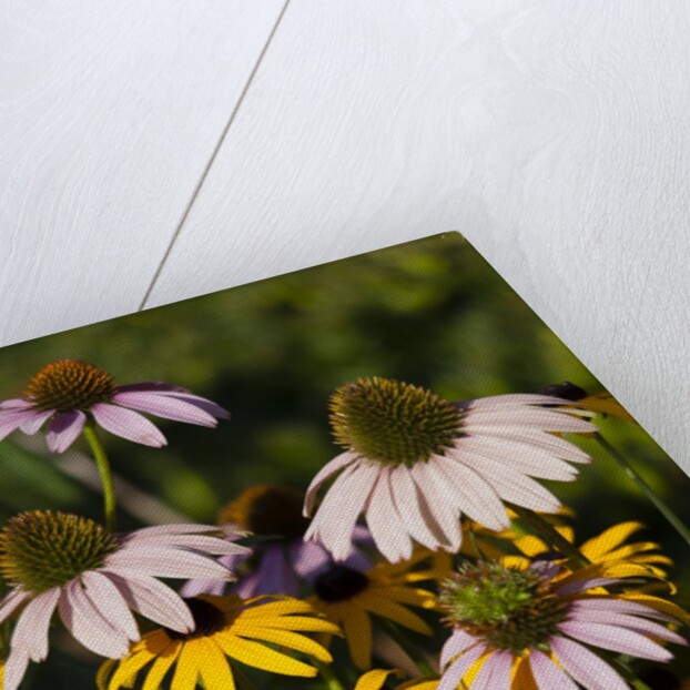 black-eyed Susan and Echinacea flowers by Anonymous