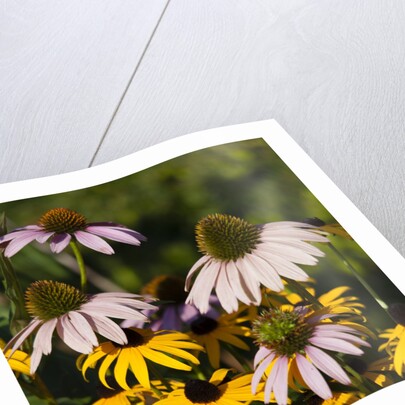 black-eyed Susan and Echinacea flowers by Anonymous