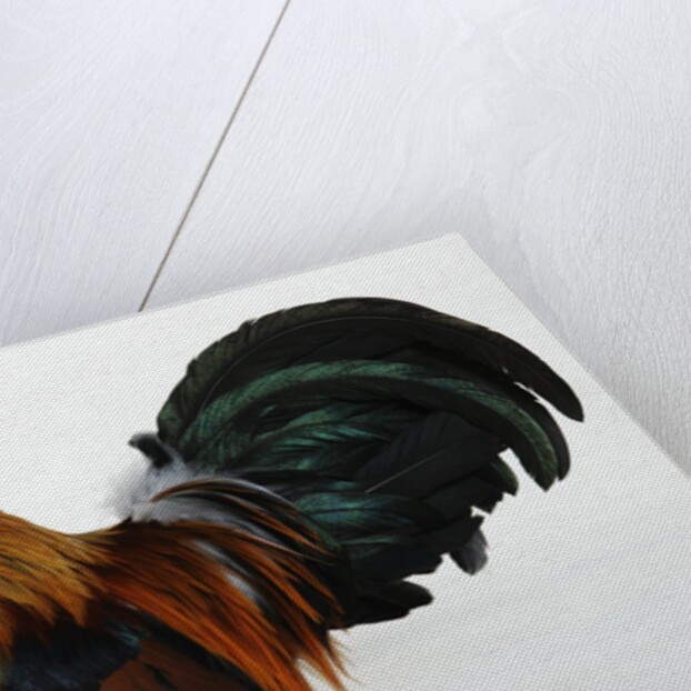 Dutch Bantam by Anonymous