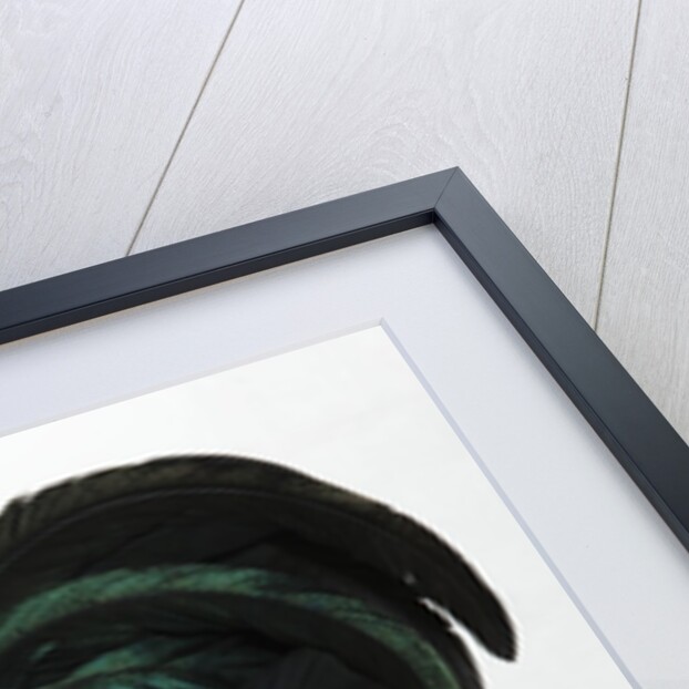 Dutch Bantam by Anonymous