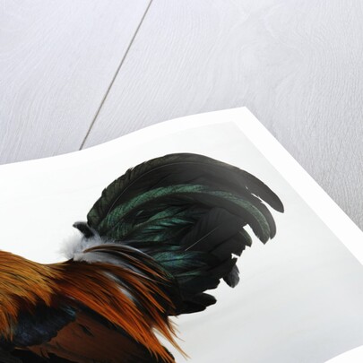 Dutch Bantam by Anonymous