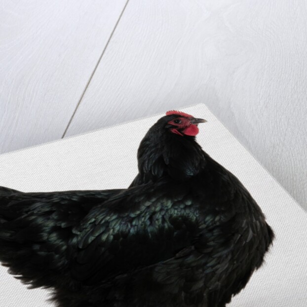 Australorp by Anonymous