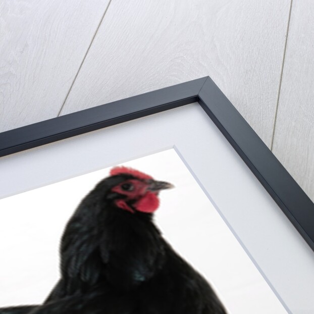 Australorp by Anonymous