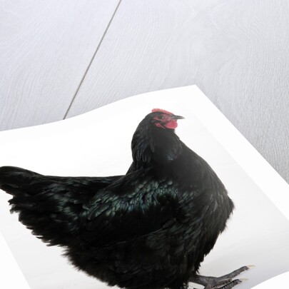 Australorp by Anonymous