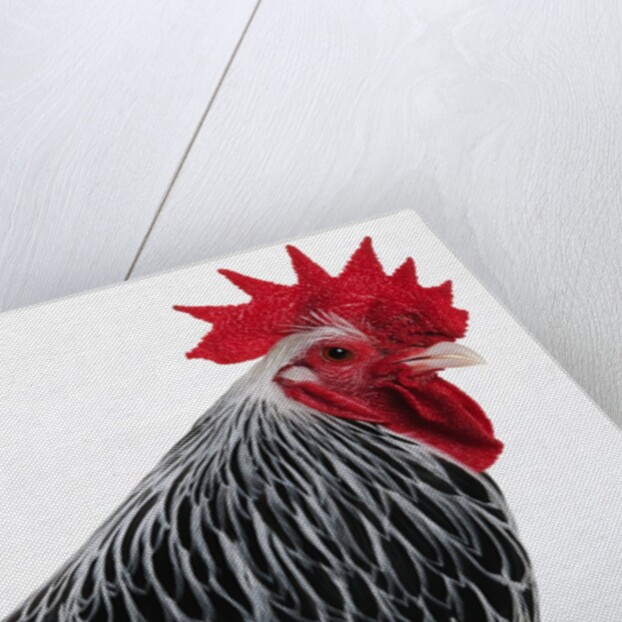 Sussex Hen by Anonymous