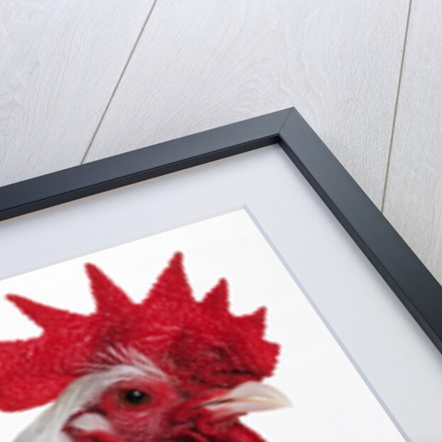 Sussex Hen by Anonymous
