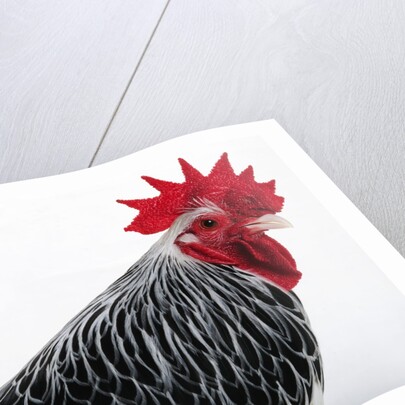 Sussex Hen by Anonymous