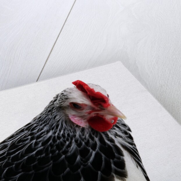 Sussex Hen by Anonymous