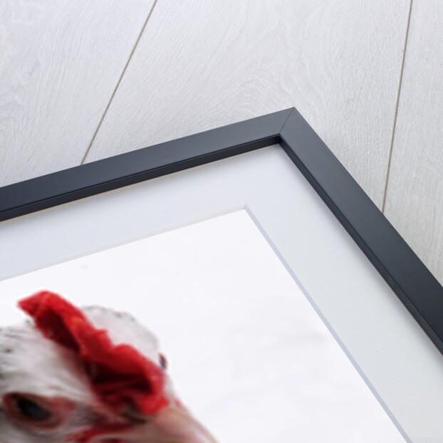 Sussex Hen by Anonymous