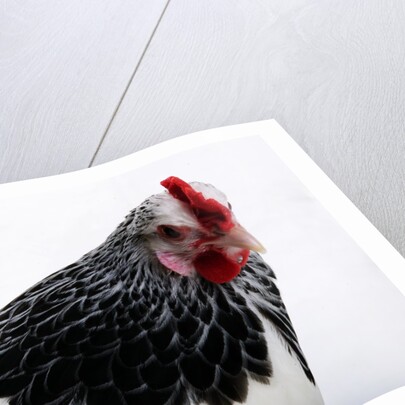 Sussex Hen by Anonymous