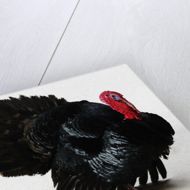 Black Turkey by Anonymous