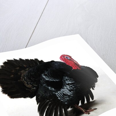 Black Turkey by Anonymous
