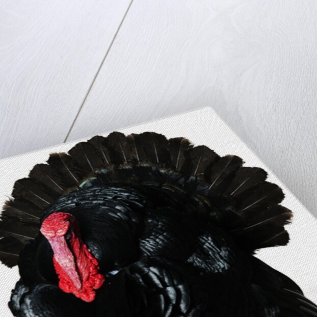 Black Turkey by Anonymous
