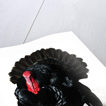 Black Turkey by Anonymous