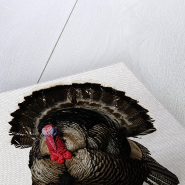 Bronze Turkey by Anonymous