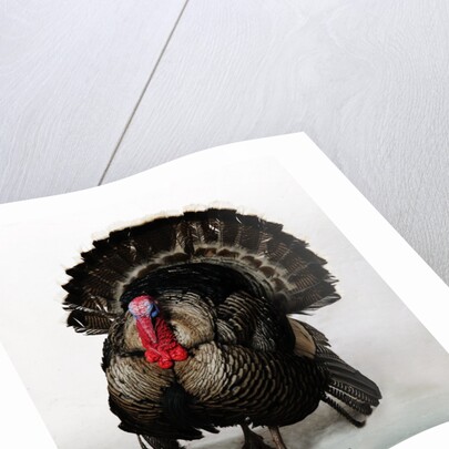 Bronze Turkey by Anonymous