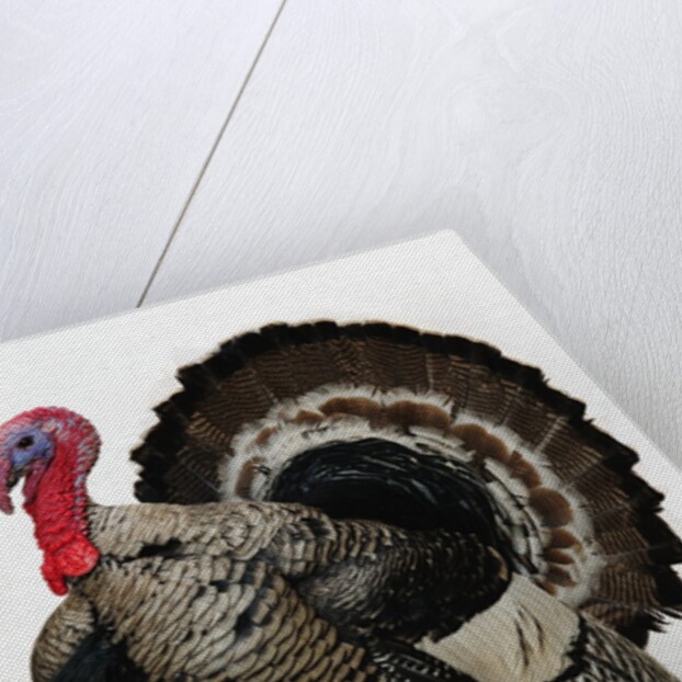Bronze Turkey by Anonymous
