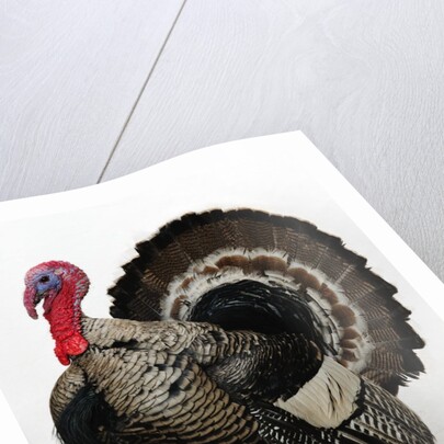 Bronze Turkey by Anonymous
