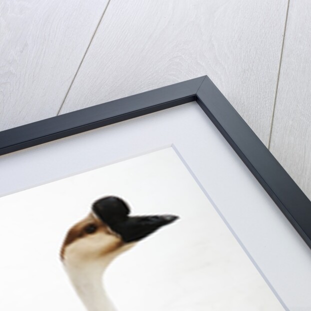 Chinese geese by Anonymous