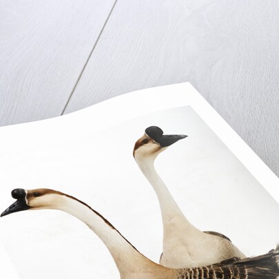 Chinese geese by Anonymous