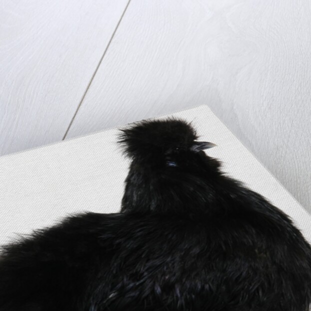 Silkie by Anonymous