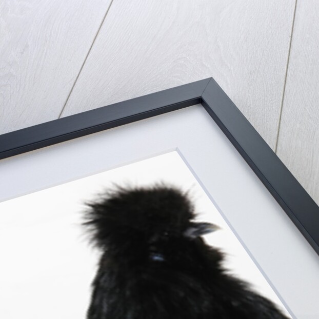 Silkie by Anonymous