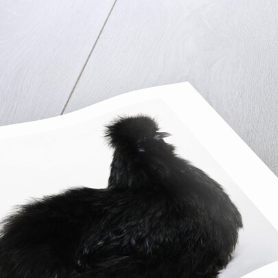 Silkie by Anonymous