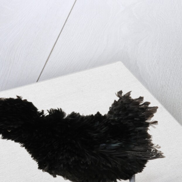 Frizzled Polish by Anonymous