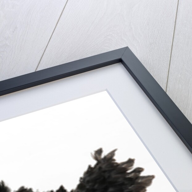 Frizzled Polish by Anonymous