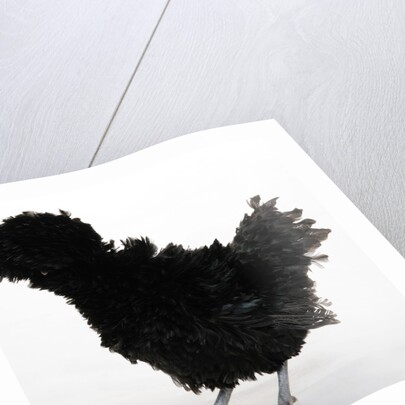 Frizzled Polish by Anonymous