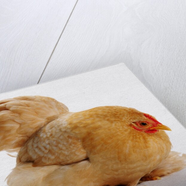 Pekin/Cochin Bantam by Anonymous