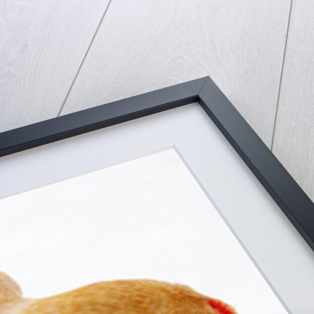 Pekin/Cochin Bantam by Anonymous
