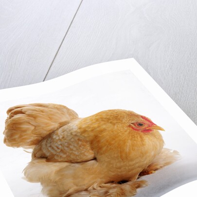 Pekin/Cochin Bantam by Anonymous