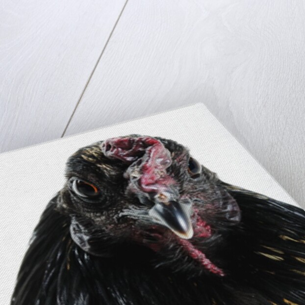 Sumatra Bantam by Anonymous