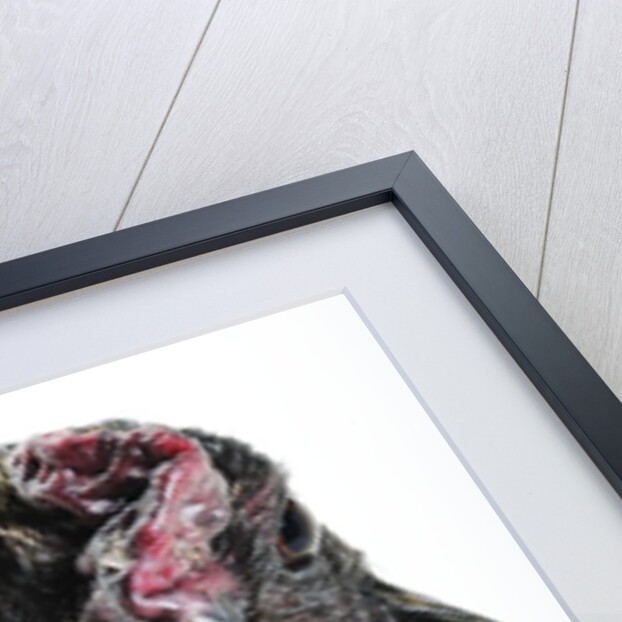 Sumatra Bantam by Anonymous