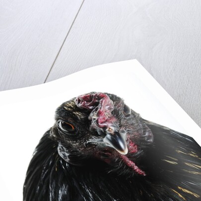 Sumatra Bantam by Anonymous