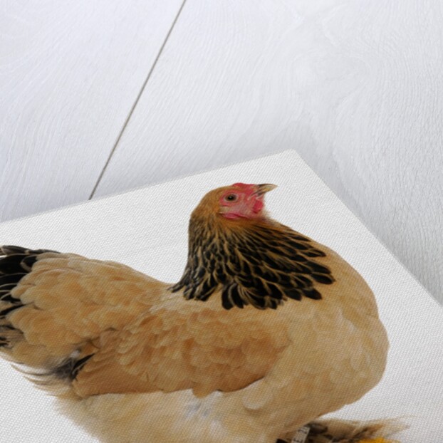 Brahma Bantam by Anonymous