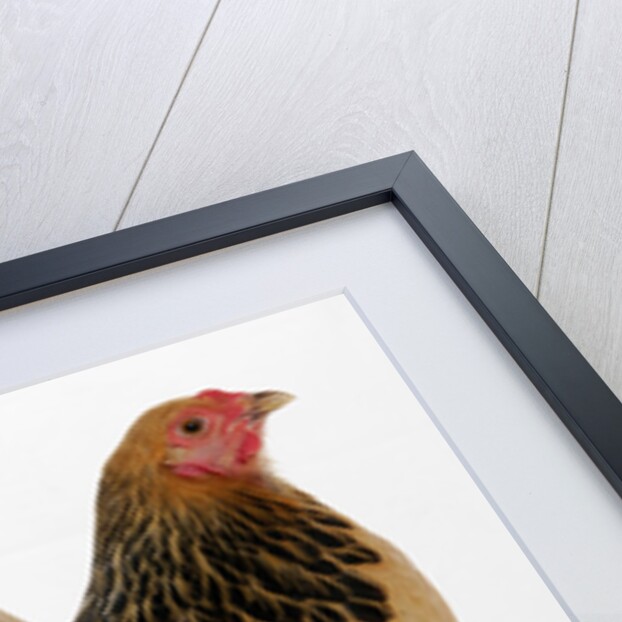 Brahma Bantam by Anonymous