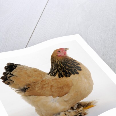 Brahma Bantam by Anonymous