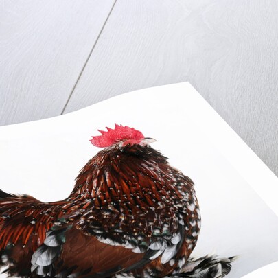 Barbu d'Uccle by Anonymous