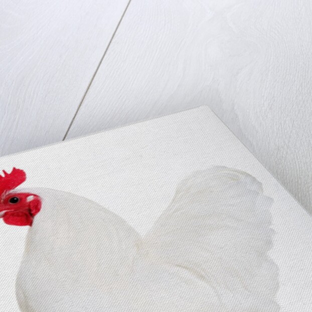 German Langshan by Anonymous