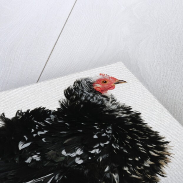 Frizzle by Anonymous