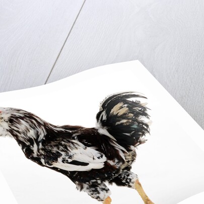 Russian Orloff by Anonymous