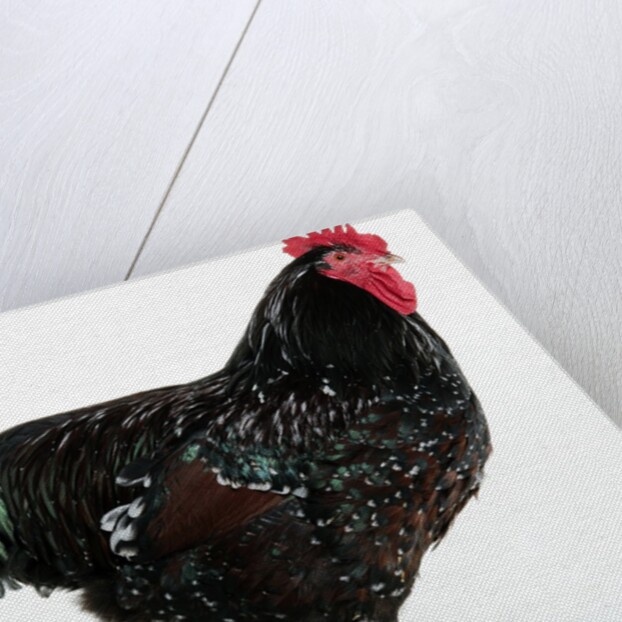 Speckled Sussex by Anonymous