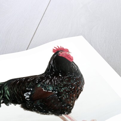 Speckled Sussex by Anonymous
