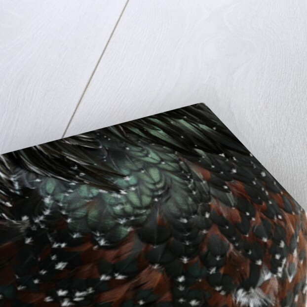 Speckled Plumage by Anonymous