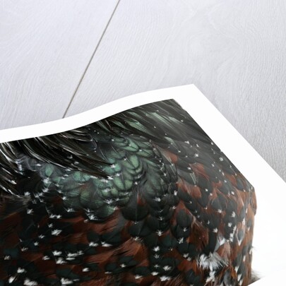 Speckled Plumage by Anonymous