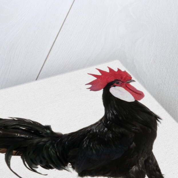 White-faced Black Spanish by Anonymous