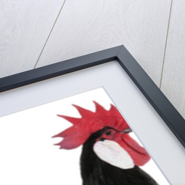 White-faced Black Spanish by Anonymous