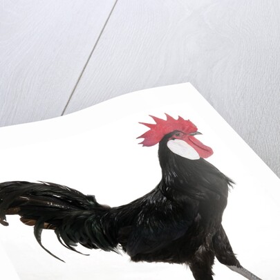 White-faced Black Spanish by Anonymous